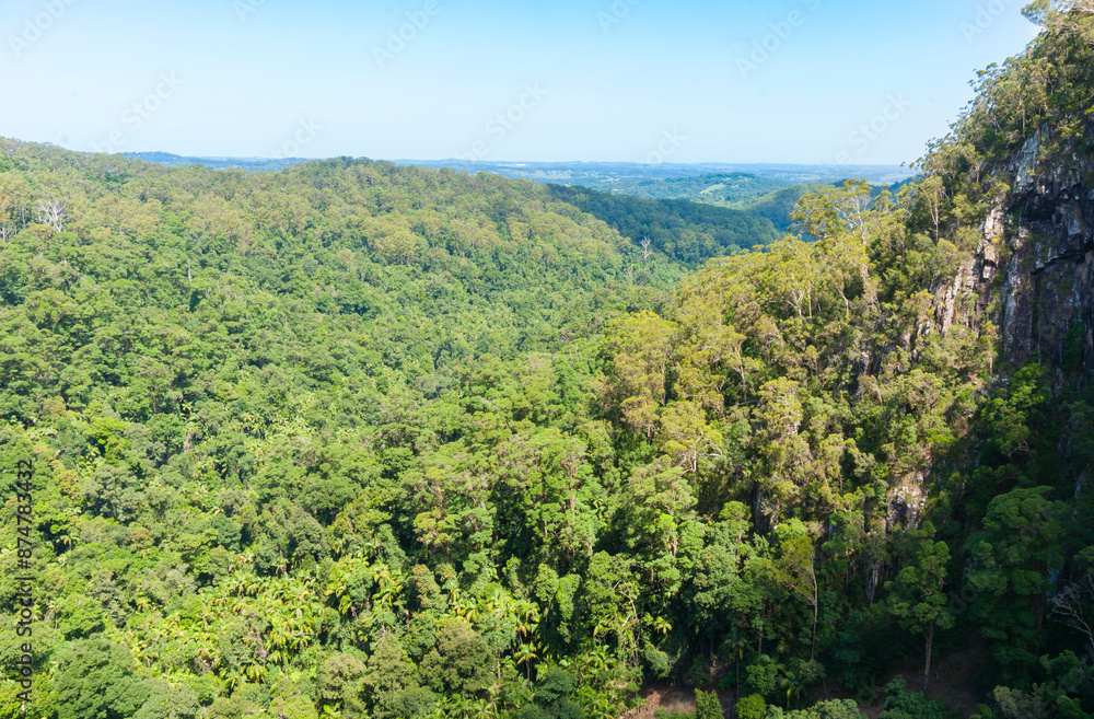 Obraz premium Nightcaps National Park rainforest