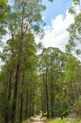 Dirt road between tall eucalyptus forest to Boundary Falls