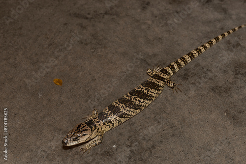 Pink-tongued skink