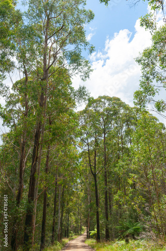 Dirt road between tall eucalyptus forest to Boundary Falls