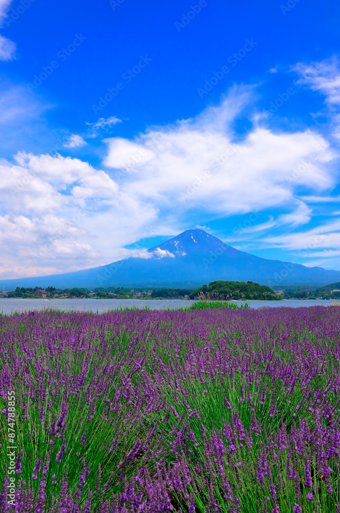 Obraz premium ラベンダー畑,富士山