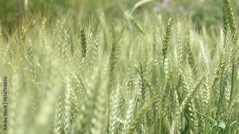 Wind sways wheat in the field and waves of crops. Ears of golden barley move in the wind. Wheat ears on a windy day. Green wheat field Wind sways wheat in the field and waves of crops. Ears of golden barley move in the wind. Wheat ears on a windy day. Green wheat field