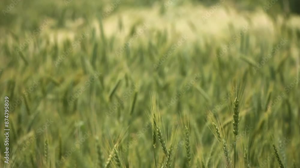 Wind sways wheat in the field and waves of crops. Ears of golden barley move in the wind. Wheat ears on a windy day. Green wheat field Wind sways wheat in the field and waves of crops. Ears of golden barley move in the wind. Wheat ears on a windy day. Green wheat field