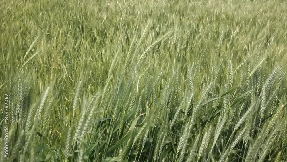 Wind sways wheat in the field and waves of crops. Ears of golden barley move in the wind. Wheat ears on a windy day. Green wheat field Wind sways wheat in the field and waves of crops. Ears of golden barley move in the wind. Wheat ears on a windy day. Green wheat field