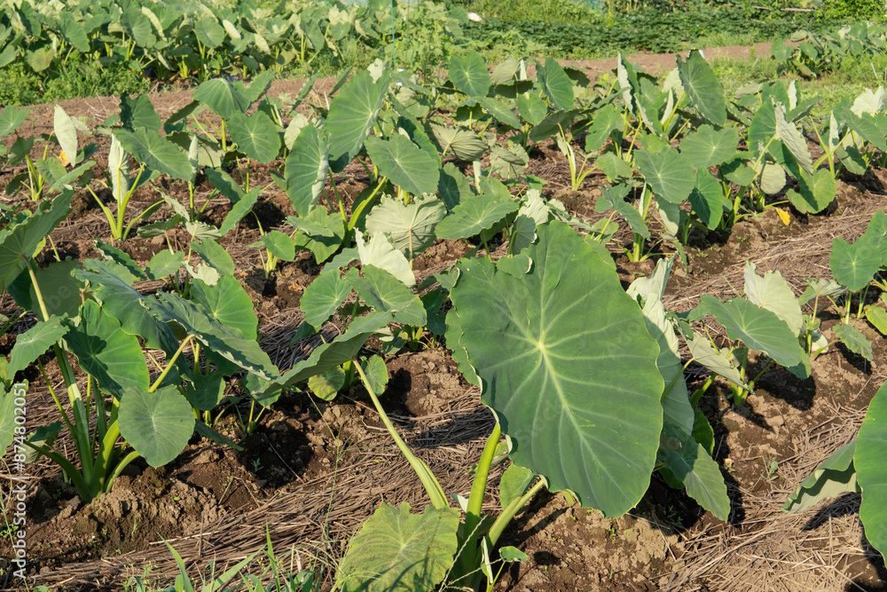 成長を始めた畑のサトイモ(Colocasia esculenta)の葉/サトイモ科 成長を始めた畑のサトイモ(Colocasia esculenta)の葉/サトイモ科