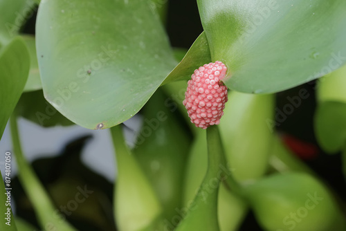 Groups of apple-snail eggs ready to hatch stuck to the stems of weeds. This mollusk has the scientific name Pila ampullacea. photo