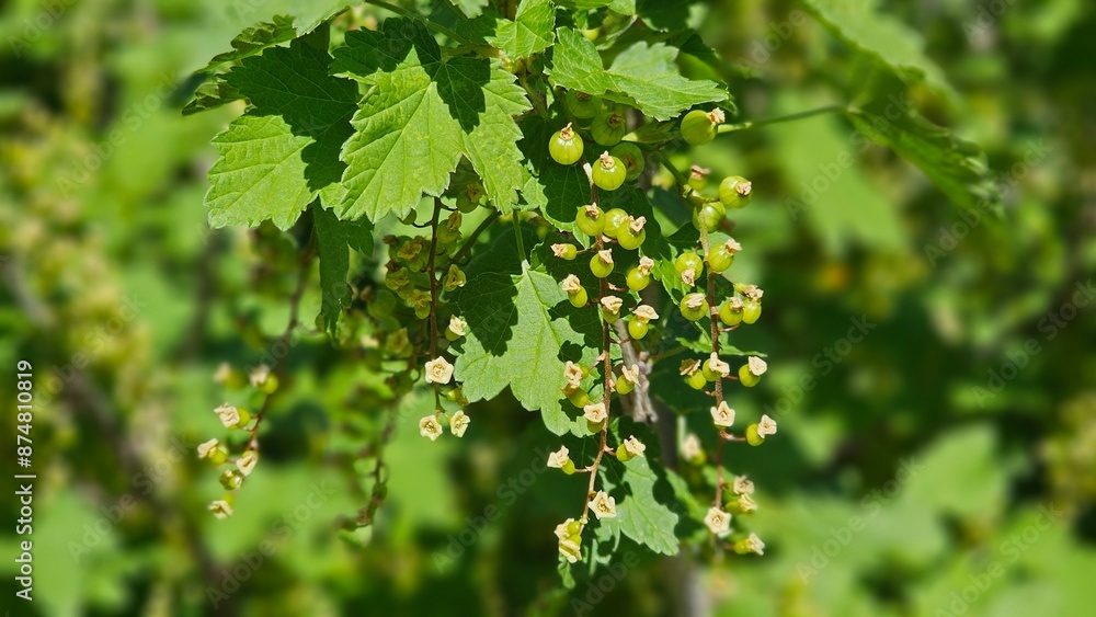 Unripe red currant berry. Red currant bushes. Green berries. Unripe red currant berry. Red currant bushes. Green berries.