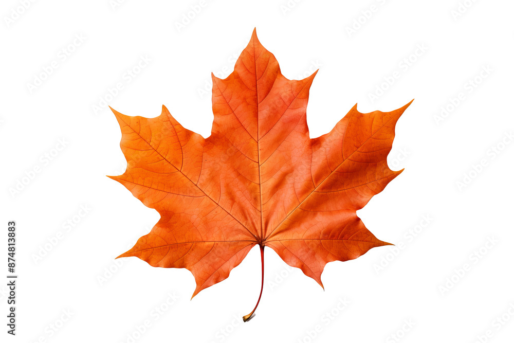 Realistic PNG of autumn leaf with white background for seasonal and nature-themed design projects, high-resolution fall foliage illustration ideal for artistic and decorative graphics Realistic PNG of autumn leaf with white background for seasonal and nature-themed design projects, high-resolution fall foliage illustration ideal for artistic and decorative graphics
