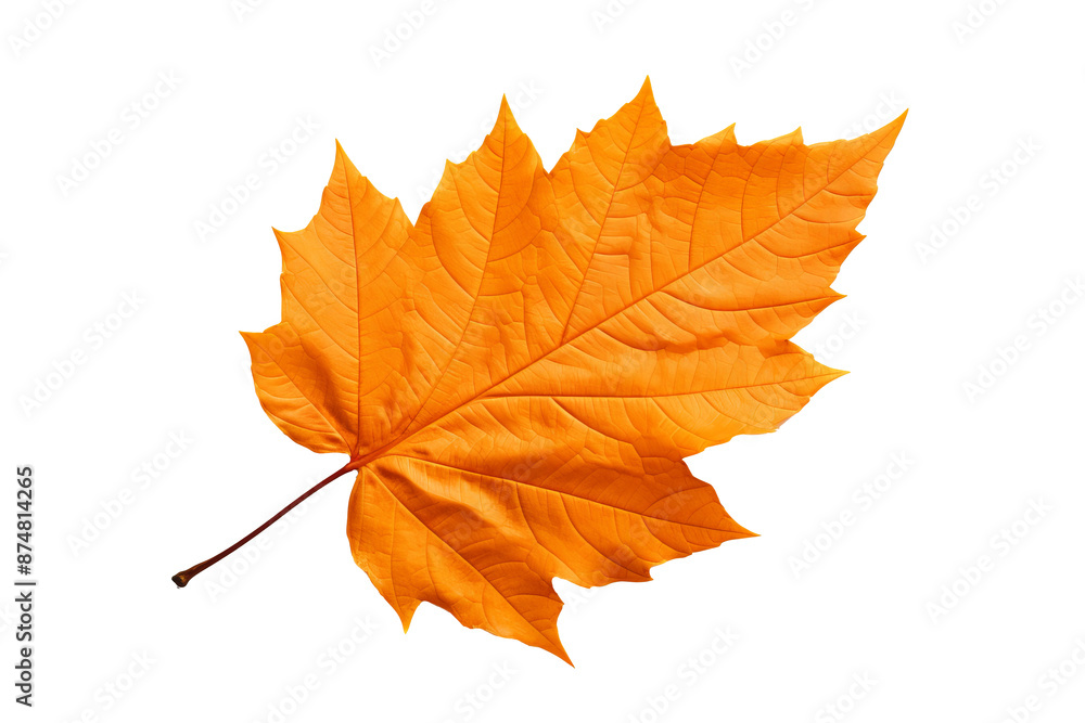Fototapeta premium Realistic autumn leaf PNG illustration with white background for seasonal design projects, nature-themed graphics, and fall-themed visuals in high-resolution format