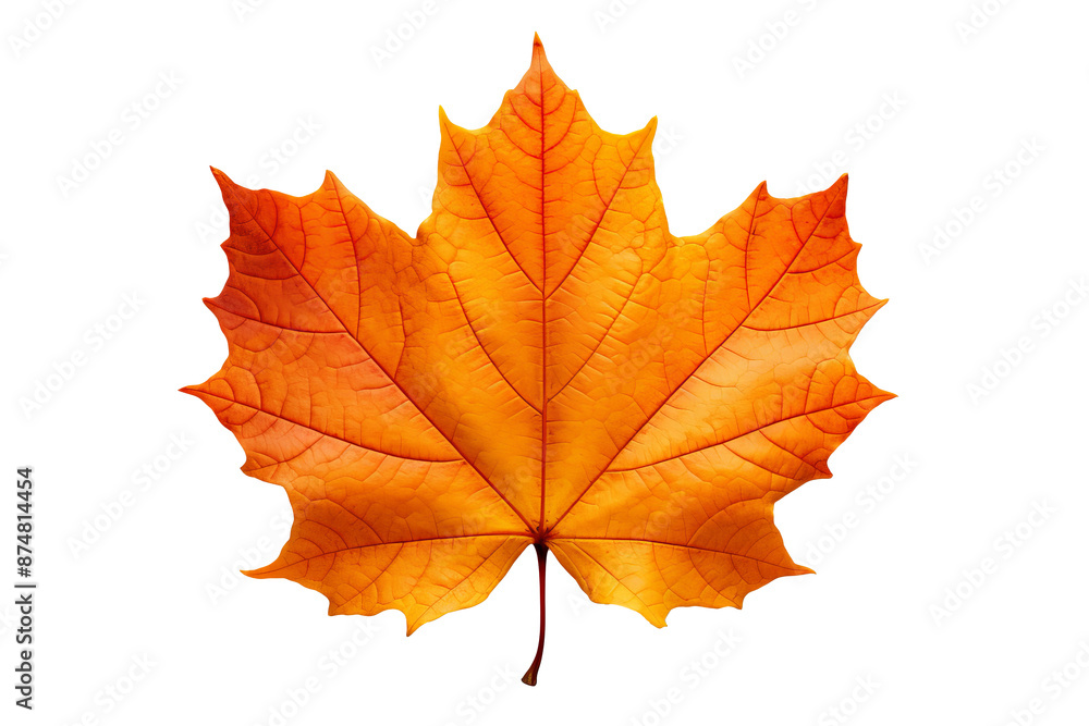 Realistic autumn leaf PNG illustration with white background for seasonal design projects, nature-themed graphics, and fall-themed visuals in high-resolution format Realistic autumn leaf PNG illustration with white background for seasonal design projects, nature-themed graphics, and fall-themed visuals in high-resolution format