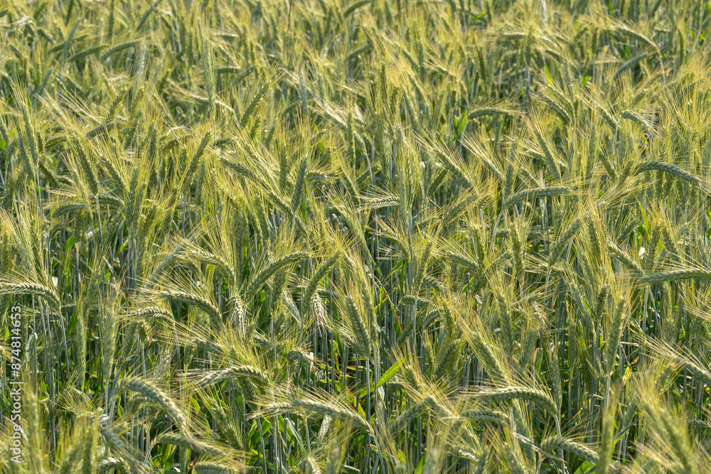© Mentor - Background with barley in spring © Mentor - Background with barley in spring