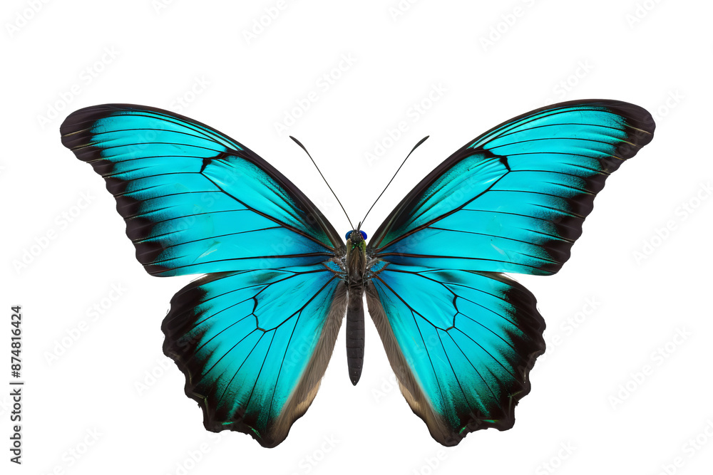 Beautiful cyan butterfly PNG with transparent background for design projects Beautiful cyan butterfly PNG with transparent background for design projects