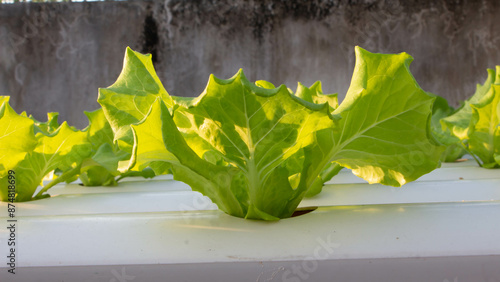 Hydroponic vegetables growing on white tracks