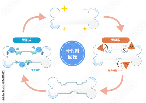 破骨細胞と骨芽細胞による骨吸収と骨形成の仕組み。骨のリモデリング
