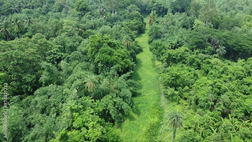 Aerial view shot of deep green forest. Aerial view shot of deep green forest.