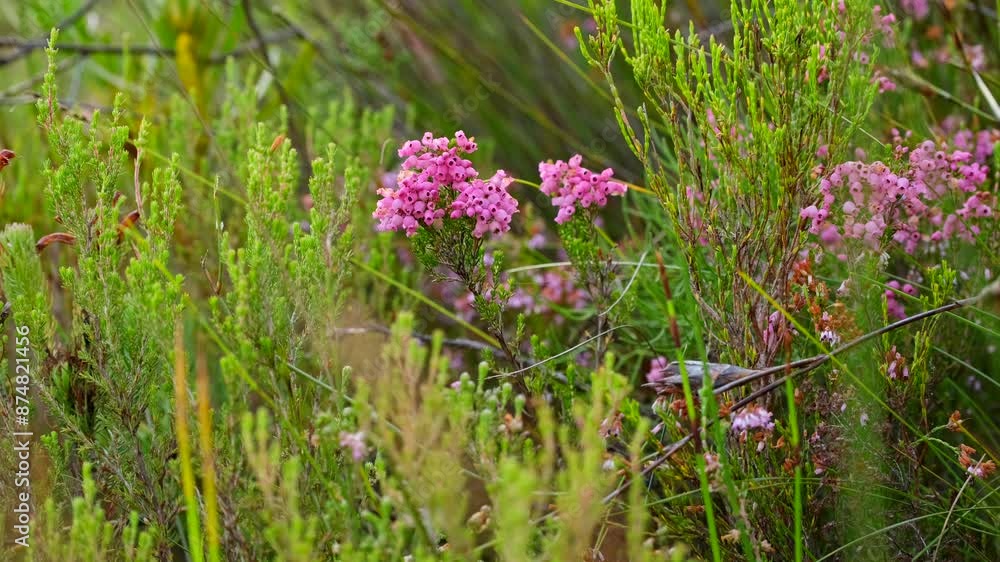 Clusters of bright pink Erica or Heath tubular flowers in fynbos vegetation Clusters of bright pink Erica or Heath tubular flowers in fynbos vegetation