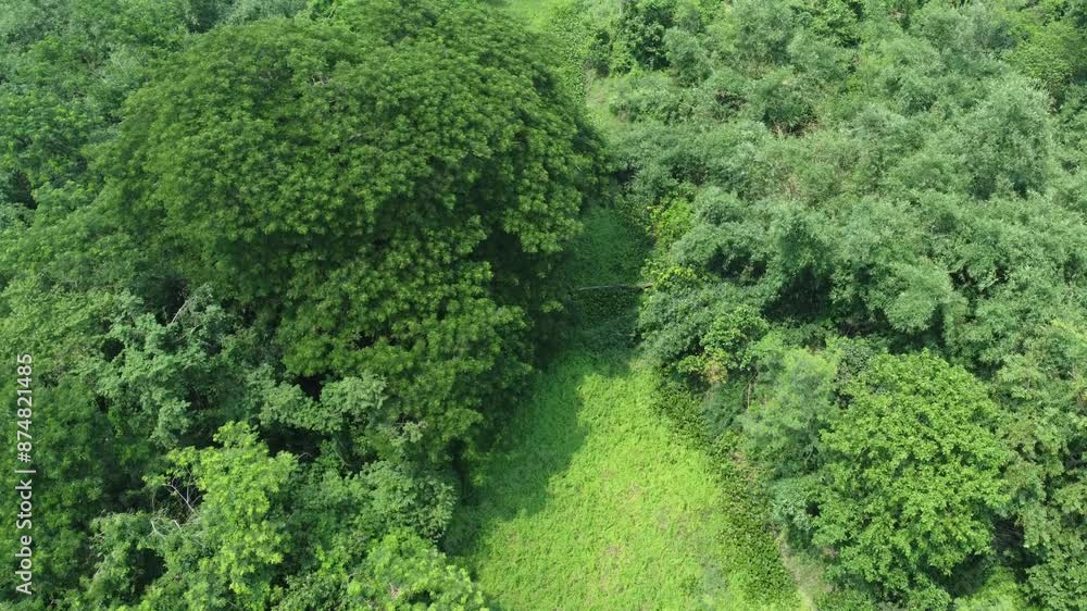 Aerial view shot of deep green forest. Aerial view shot of deep green forest.