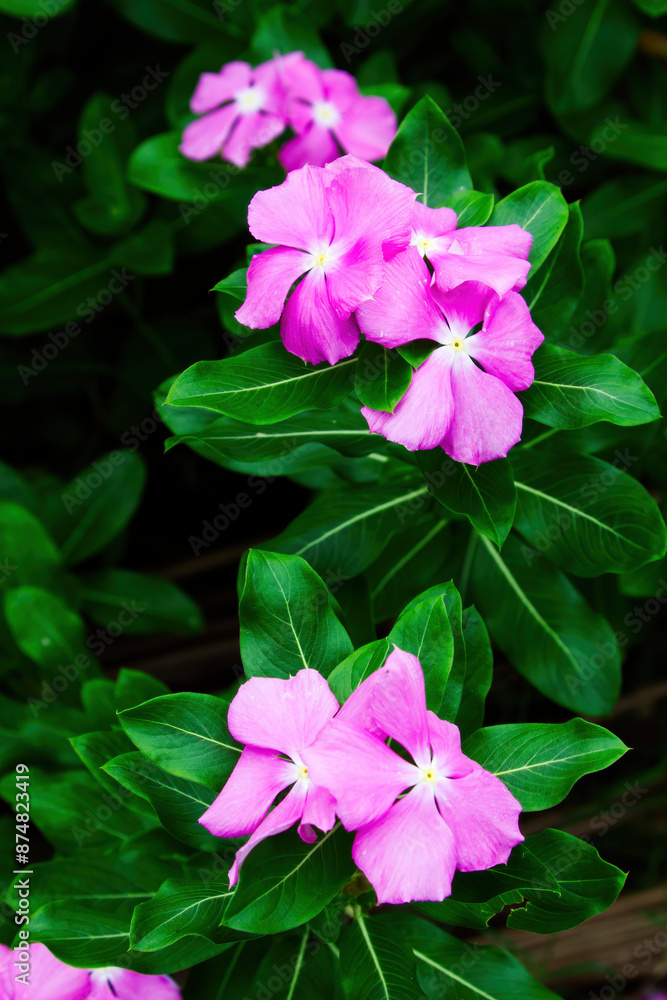 Pink And White Flowers With Green Leaf Moorea South Pacific
