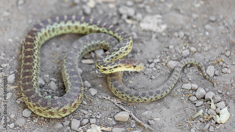 Pacific Gopher Snake Adult in Defensive Posture. Stevens Creek County Park, Santa Clara County, California, USA. Pacific Gopher Snake Adult in Defensive Posture. Stevens Creek County Park, Santa Clara County, California, USA.