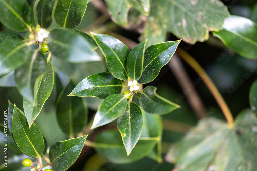 Thick, hard green leaves of the bushes in hedge. Beautiful autumn scenery in park. Thick, hard green leaves of the bushes in hedge. Beautiful autumn scenery in park.