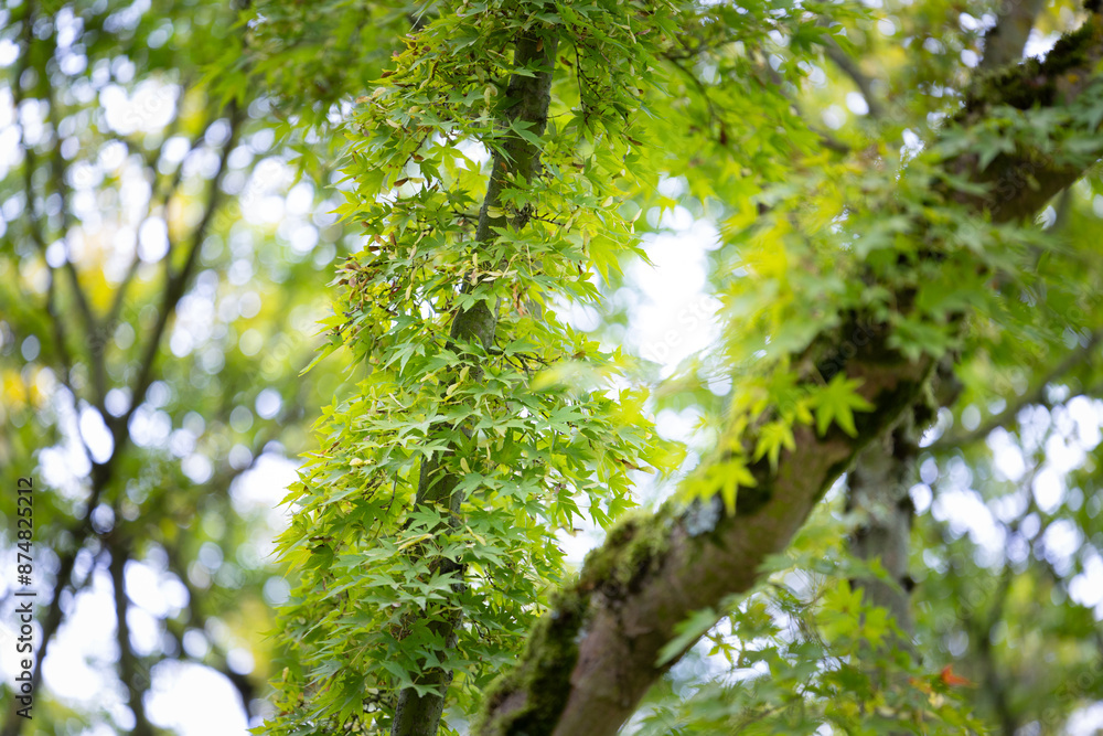 Fototapeta premium Beautiful green leaves of the oriental maple tree growing in the park.