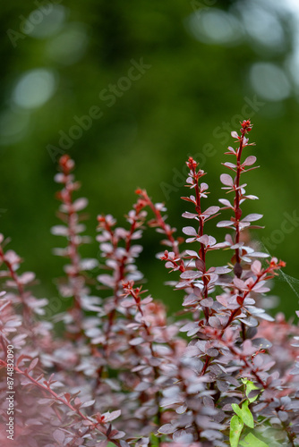 Beautiful, delicate pink leaves on the branch of bush. Colorful autumn scenery in park. © dachux21