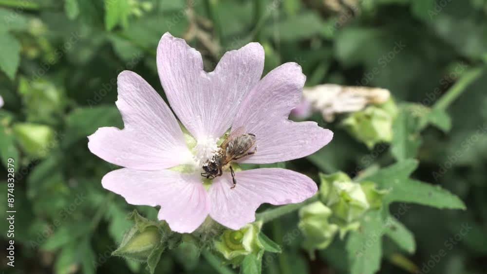 A bee collects pollen and nectar from a wild rose mallow.
Mallow is not only a beautiful flower, it produces a lot of pollen and nectar.
A bee collects pollen and nectar from a wild rose mallow.
Mallow is not only a beautiful flower, it produces a lot of pollen and nectar.