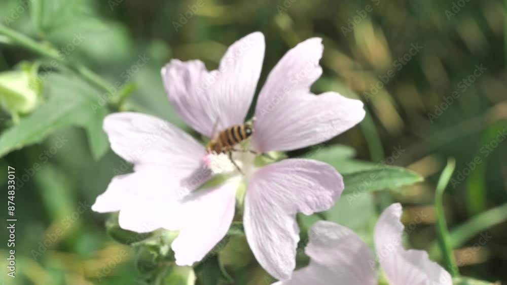 A bee collects pollen and nectar from a wild rose mallow.
Mallow is not only a beautiful flower, it produces a lot of pollen and nectar.
A bee collects pollen and nectar from a wild rose mallow.
Mallow is not only a beautiful flower, it produces a lot of pollen and nectar.