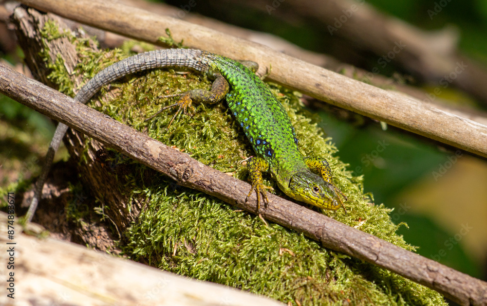 A lizard basks in the sun on the rocks. A lizard basks in the sun on the rocks.