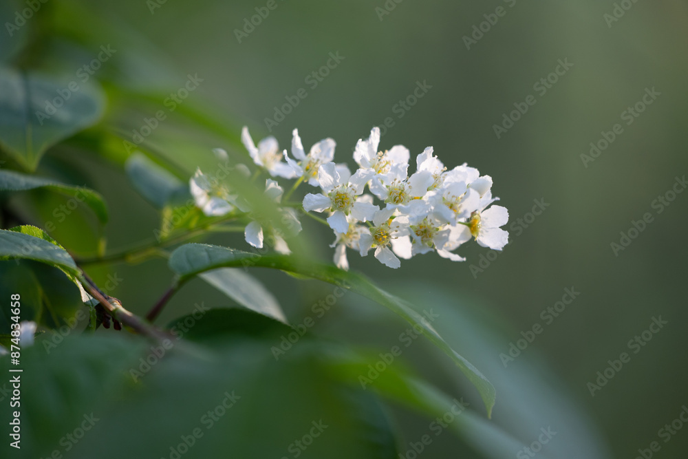 Beautiful white bird cherry tree blossoms in the spring forest. Sunny woodland scenery of native plants in Latvia, Northern Europe. Beautiful white bird cherry tree blossoms in the spring forest. Sunny woodland scenery of native plants in Latvia, Northern Europe.