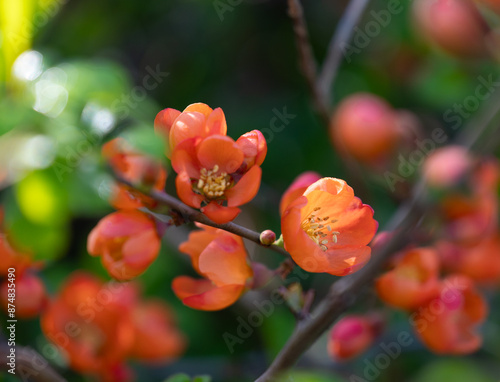 Beautiful orange flowers of cydonia bush in spring. Natural scenery of garden in Latvia, Northern Europe. photo