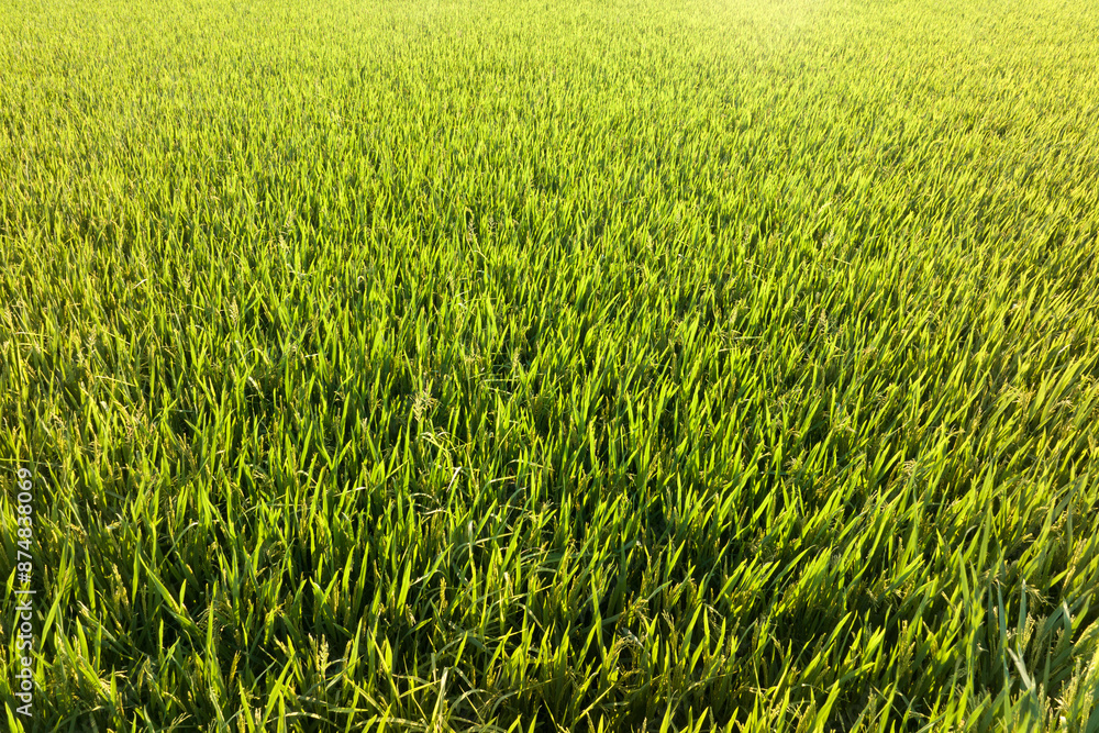 view of paddy field view of paddy field