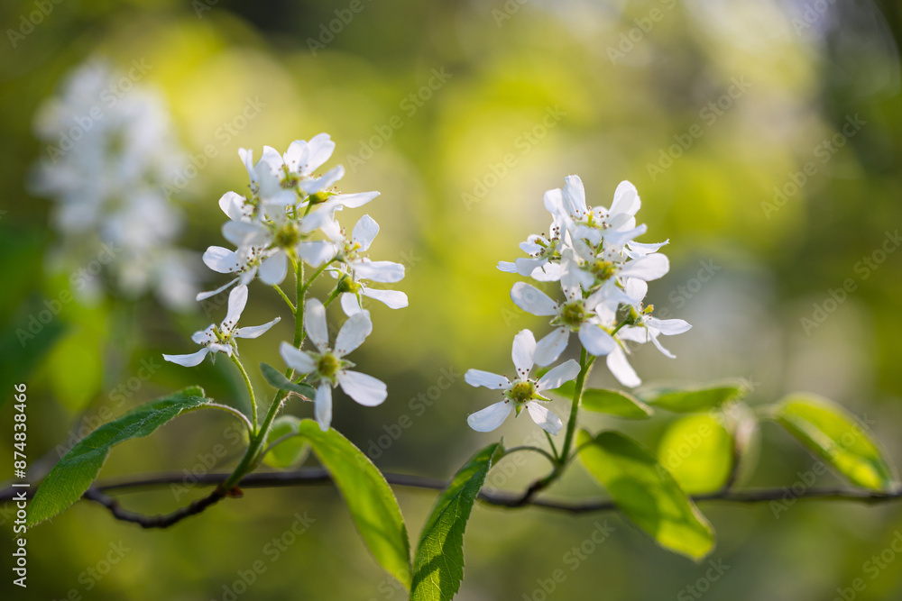 Fototapeta premium A beautiful bush blooming with white flowers in springtime forest. Natural woodlands scenery of Latvia, Northern Europe.
