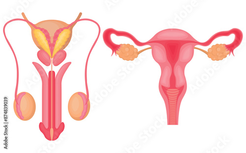 Vector illustration of the human reproductive system. The concept of organs for study for medical and biological purposes. Picture for books, magazines and articles