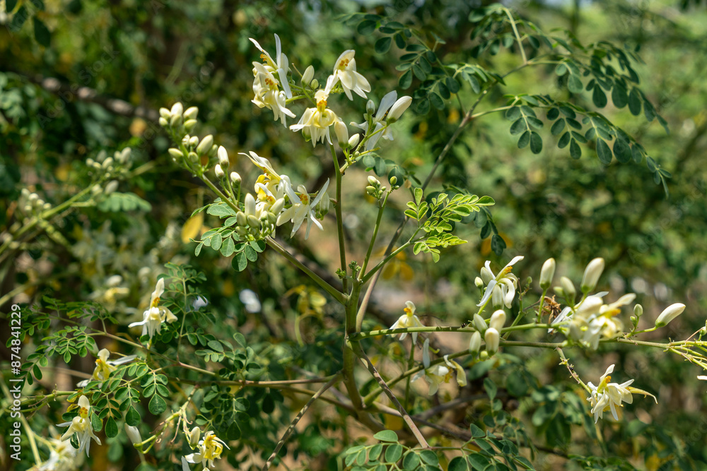 Moringa tree whose various parts are used to make medicines and healthy nutritional supplements Moringa tree whose various parts are used to make medicines and healthy nutritional supplements
