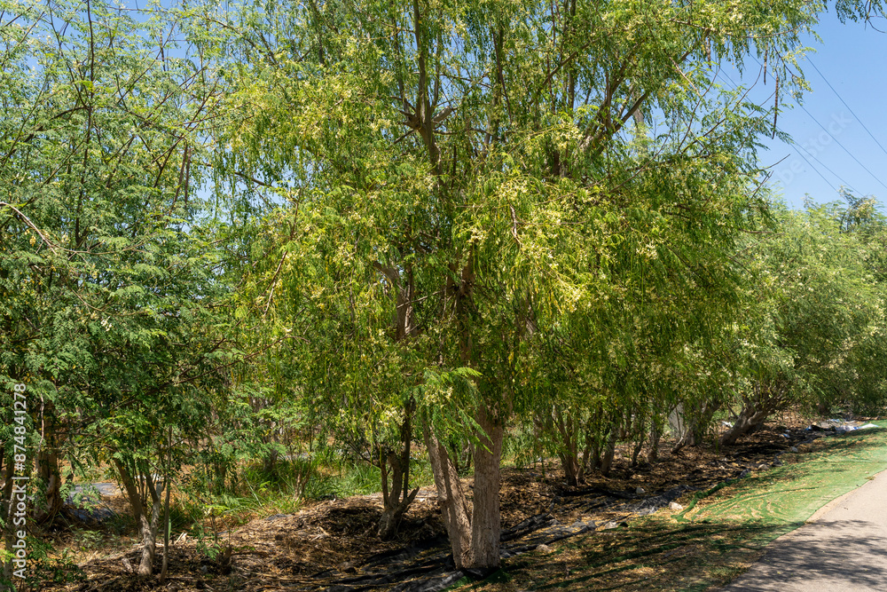 Moringa tree whose various parts are used to make medicines and healthy nutritional supplements Moringa tree whose various parts are used to make medicines and healthy nutritional supplements