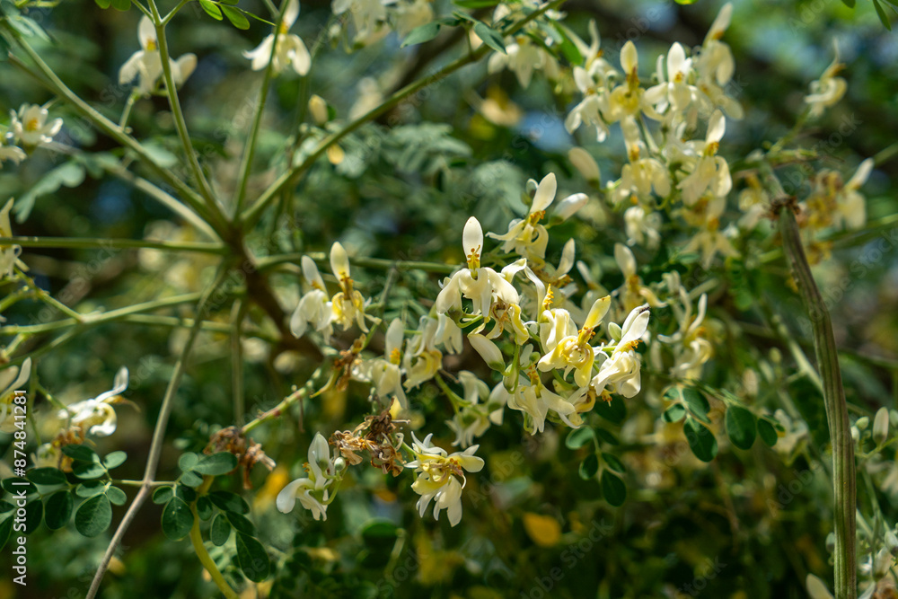 Moringa tree whose various parts are used to make medicines and healthy nutritional supplements Moringa tree whose various parts are used to make medicines and healthy nutritional supplements