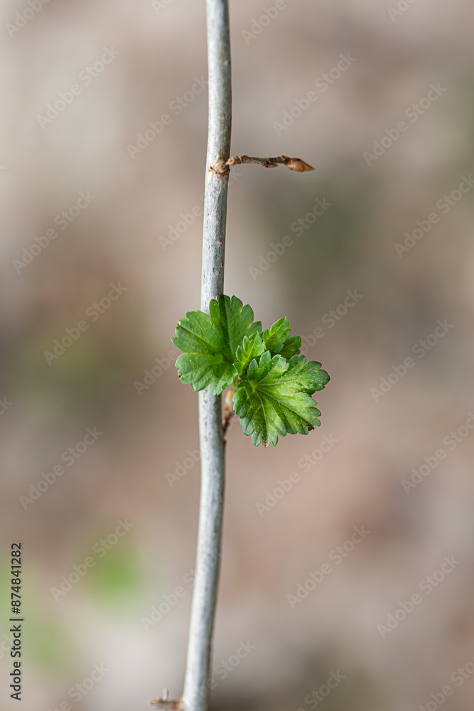 Beautiful fresh spring leaves growing on branches. Natural springtime scenery of Latvia, Northern Europe. Beautiful fresh spring leaves growing on branches. Natural springtime scenery of Latvia, Northern Europe.
