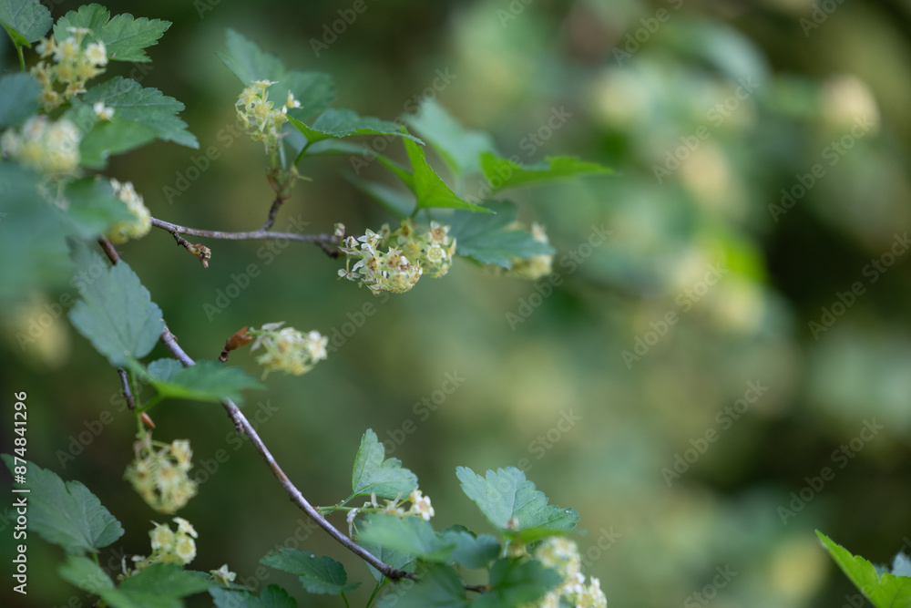 Beautiful fresh spring leaves growing on branches. Natural springtime scenery of Latvia, Northern Europe.