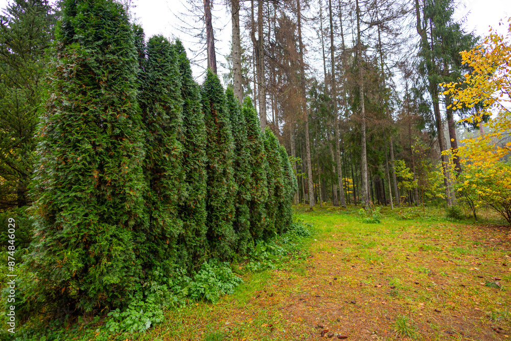 Beautiful details of moody autumn forest in Latvia. Natural fall season scenery of woodlands in Northern Europe. Beautiful details of moody autumn forest in Latvia. Natural fall season scenery of woodlands in Northern Europe.