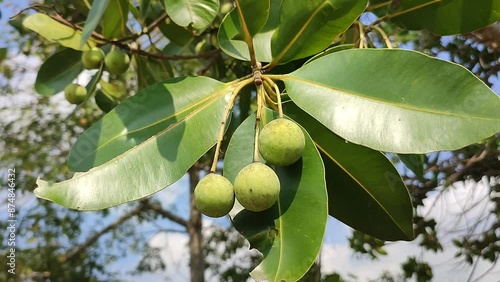 nyamplung plant with fruits photo