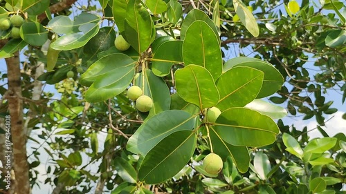 nyamplung plant with fruits photo