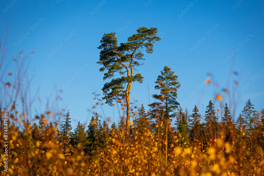 Fototapeta premium Beautiful sunny autumn day in the woodlands of Latvia. Trees with colorful leaves.