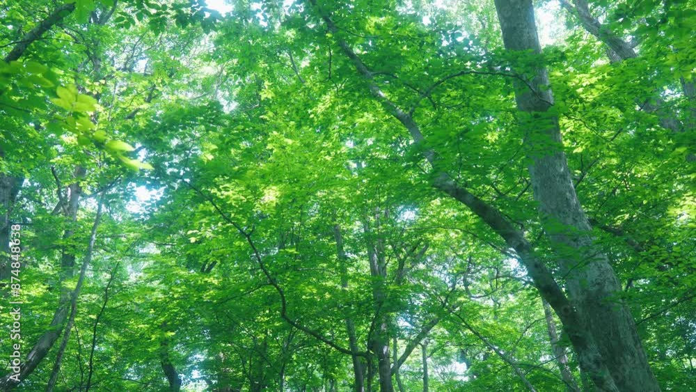 光が降り注ぐ森林 散歩道 日本 北海道 Sunlit forest walkway, Hokkaido, Japan 光が降り注ぐ森林 散歩道 日本 北海道 Sunlit forest walkway, Hokkaido, Japan