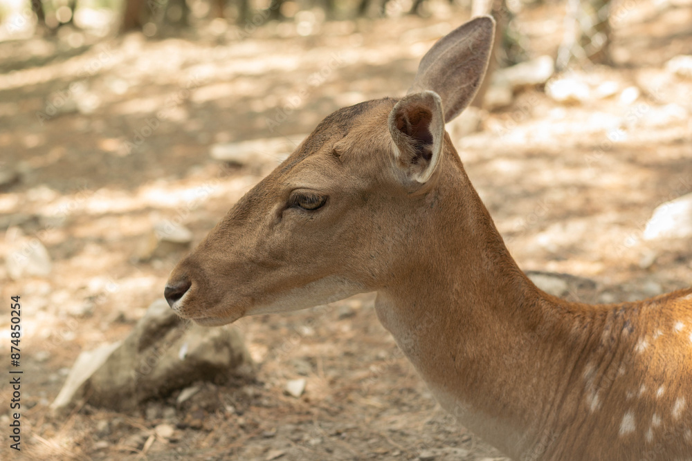** Close-Up of a Graceful Deer in Natural Forest Habitat during Daytime ** Close-Up of a Graceful Deer in Natural Forest Habitat during Daytime