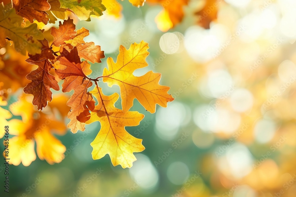 Obraz premium Autumn yellow leaves of oak tree in autumn park. Fall background with leaves. Beautiful autumn landscape.