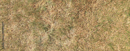 Dry grass. Grass from above, texture, background. Variegated and uneven color of green between faded grass on the lawn. Vegetation cover and natural surface background. Natural grass carpet outdoors