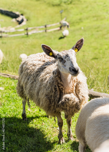 Sheep in the Italian Alps on a Summer day  photo