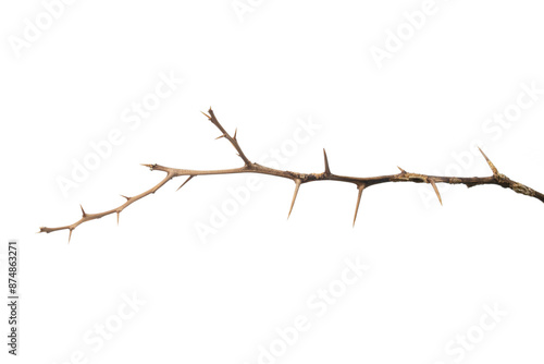 Dead lemon branches of a tree, Dry tree branch, Dry branches with cracked dark bark, Lemon branch with thorns Isolated on white background.