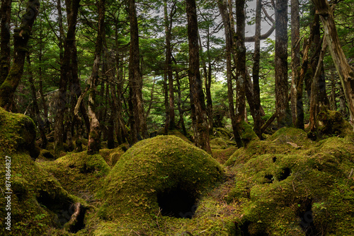 苔の生えた地面／長野県
